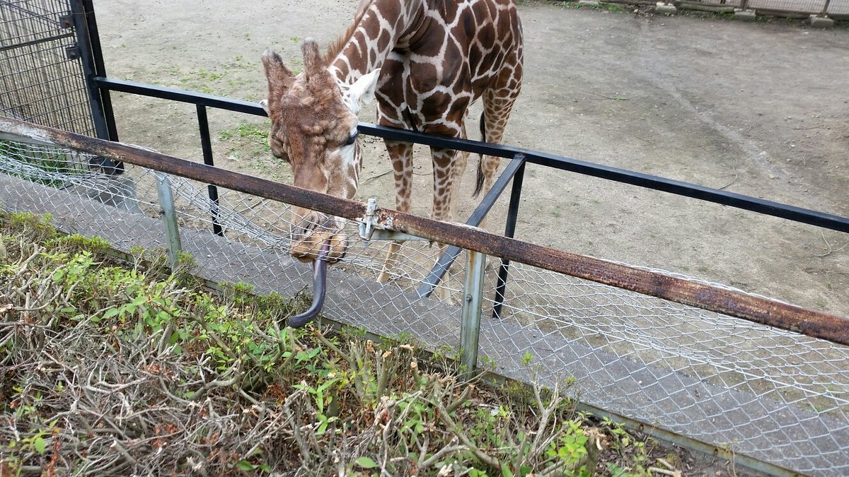 🏞️ 모리오카시 동물공원 줌오 이미지 4